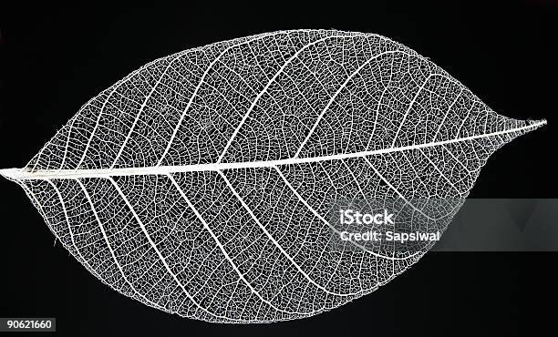 Esqueleto De Folha - Fotografias de stock e mais imagens de Acabar - Acabar, Biologia, Botânica - Ciência de plantas