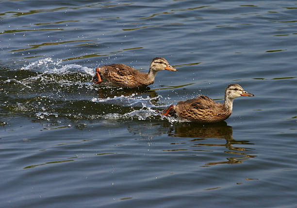 Photo of Duckling Race
