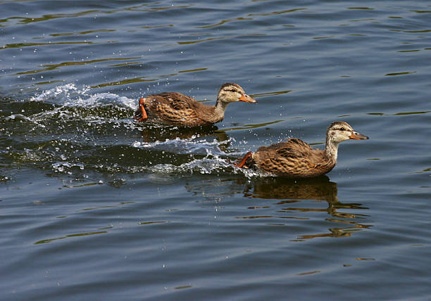 Duckling Race stock photo