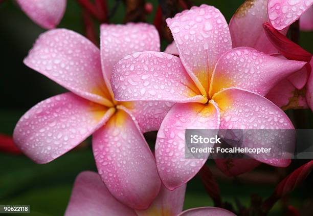 Plumeria Pervading Парфюмерия — стоковые фотографии и другие картинки Плюмерия - Плюмерия, Ароматический, Близко к