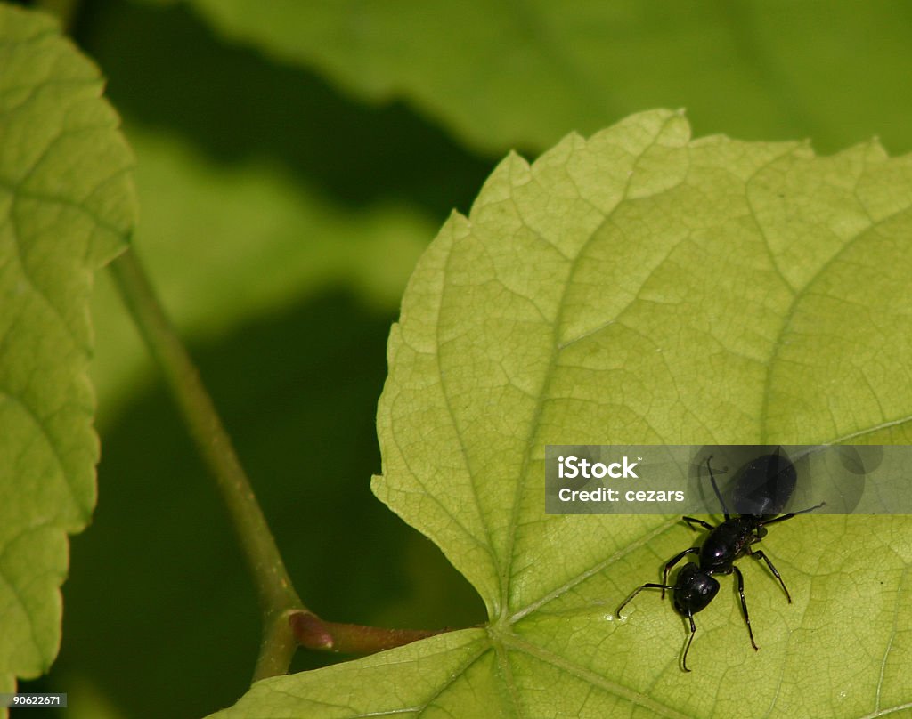 Lonely hormiga - Foto de stock de Color - Tipo de imagen libre de derechos