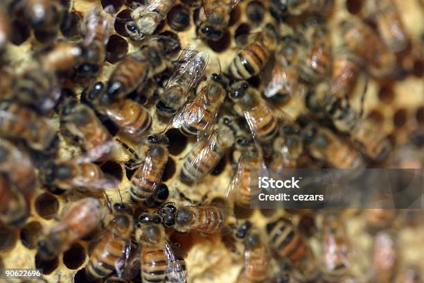 Photo libre de droit de Abeilles banque d'images et plus d'images libres de droit de Abeille - Abeille, Abeille domestique, Affaires