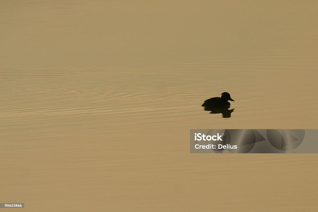 Gepolsterte Duck Silhouette - Lizenzfrei Aquatisches Lebewesen Stock-Foto
