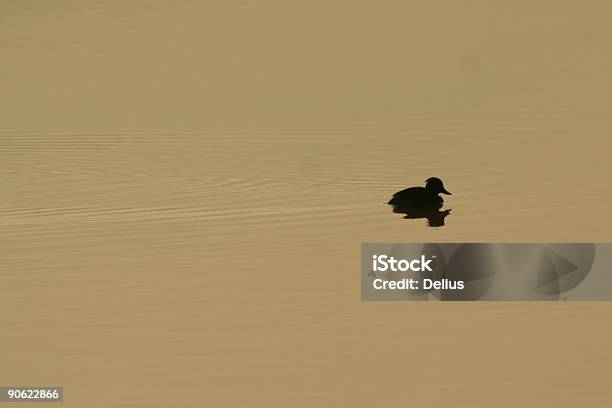 Gepolsterte Duck Silhouette Stockfoto und mehr Bilder von Aquatisches Lebewesen - Aquatisches Lebewesen, Auf dem Wasser treiben, Ente - Wasservogel