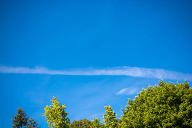 istock Part of a tree in a garden in view 906231618