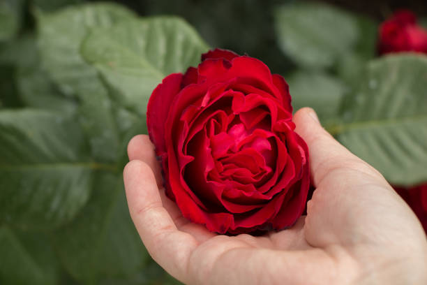 istock Beautiful colorful Rose Flower 906233724