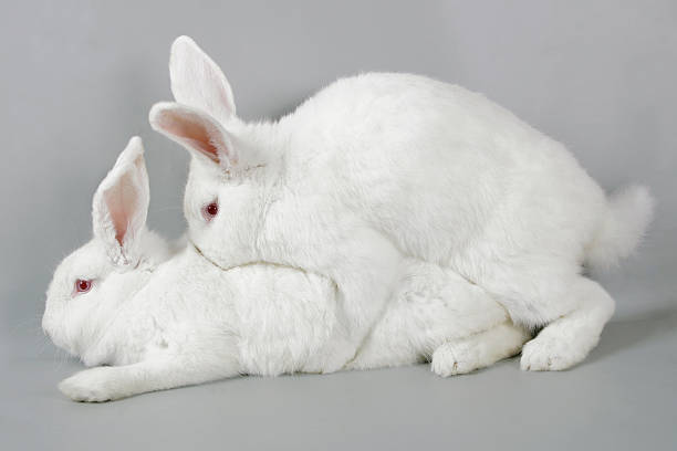Mating white rabbits stock photo