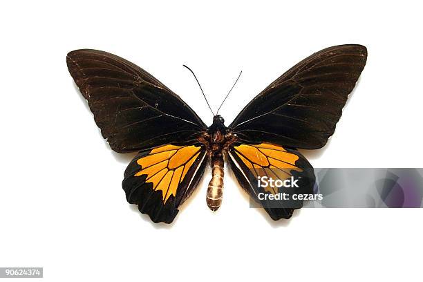 Оранжевый И Черный Бабочка — стоковые фотографии и другие картинки Бабочка - Бабочка, Без людей, Белый