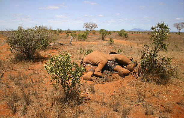 grassland, mortos elefante africano - 4727 - fotografias e filmes do acervo