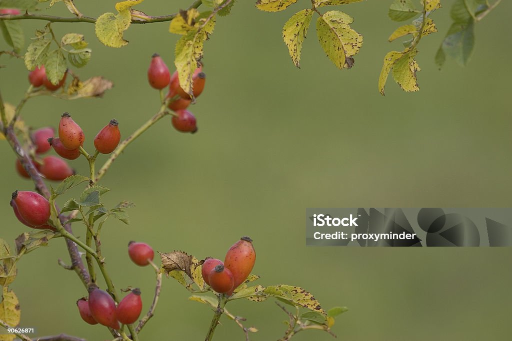 Rosier des chiens - Photo de Automne libre de droits