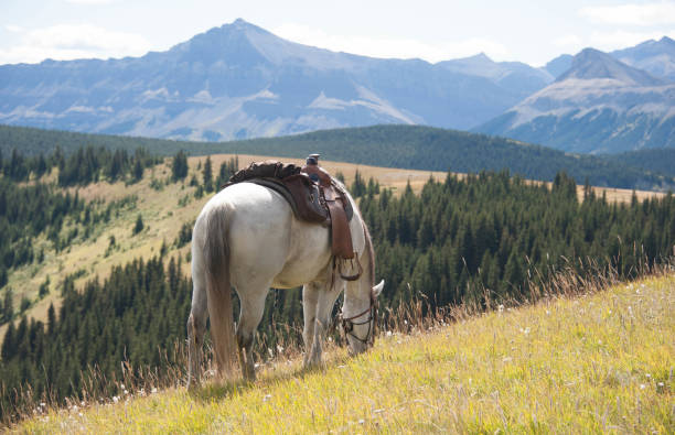 istock Kananaskis Horse 906277230