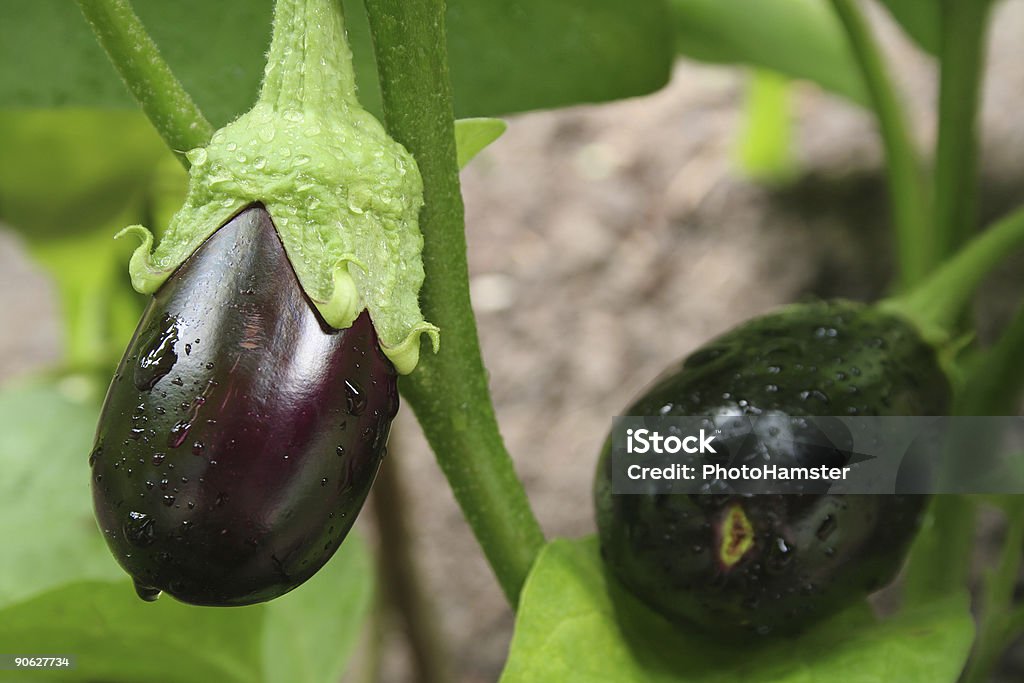 eggplants con gotas primer plano - Foto de stock de Abundancia libre de derechos