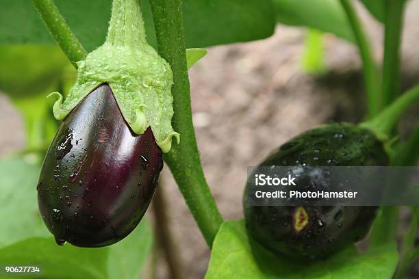 Eggplants Con Gotas Primer Plano Foto de stock y más banco de imágenes de Abundancia - Abundancia, Agricultura, Aire libre