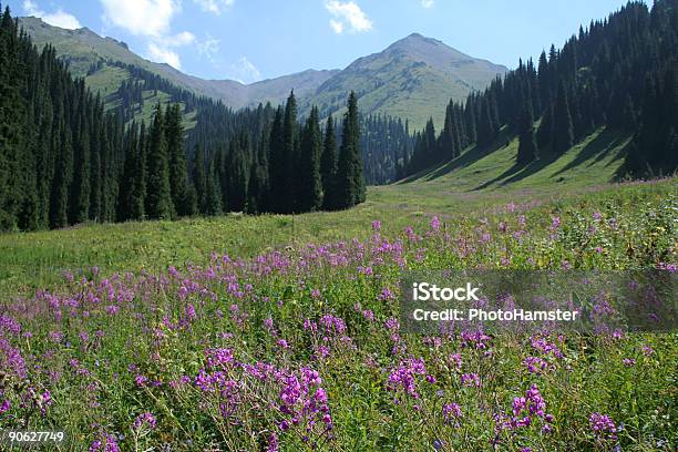 Weidenröschen Valley Tannen Und Bergen Im Hintergrund Stockfoto und mehr Bilder von Baum