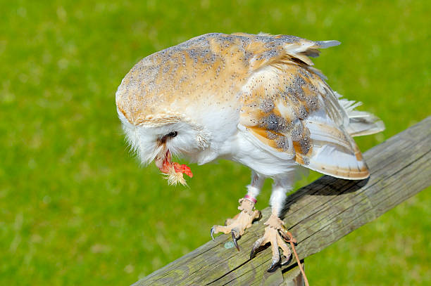 Barn Owl feeding stock photo
