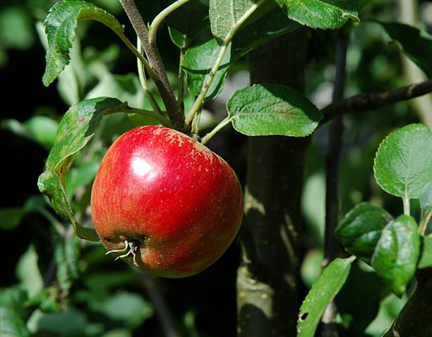 Red apple stock photo