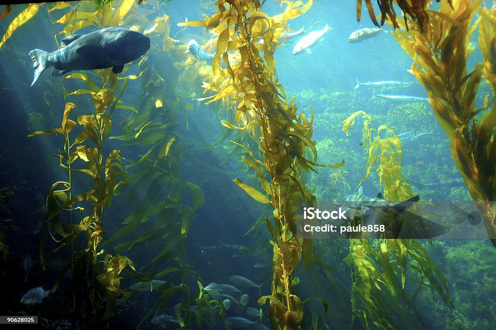 Water plants inside an aquarium with fishes Big Grouper in an aquarium. Kelp Stock Photo