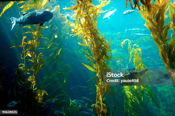 Water Plants Inside An Aquarium With Fishes Stock Photo - Download Image Now - Kelp, Sea, Underwater