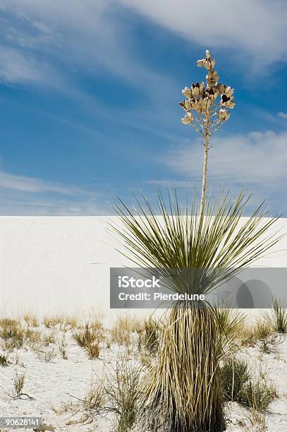 Nacional De White Sands Parksplanta Foto de stock y más banco de imágenes de Aire libre - Aire libre, Arena, Azul