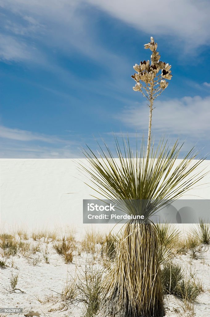 Planta Parks'Nacional White Sands - Royalty-free Ao Ar Livre Foto de stock