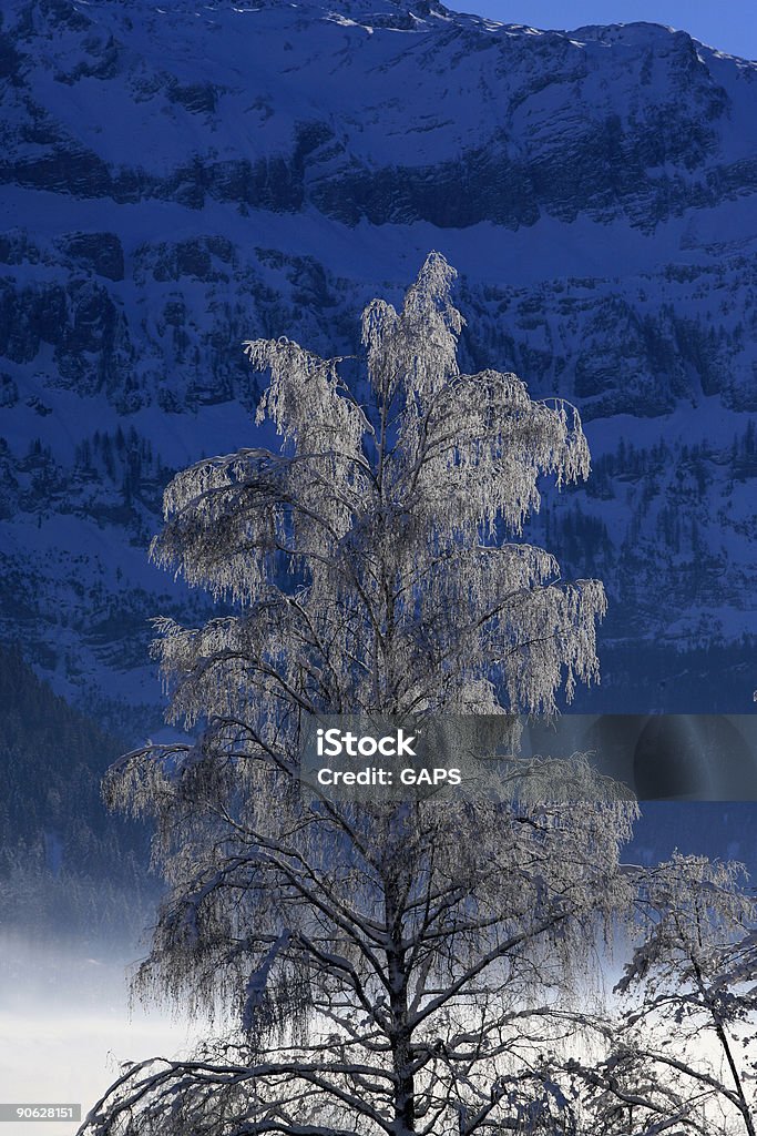 snow-covered tree  Cold Temperature Stock Photo
