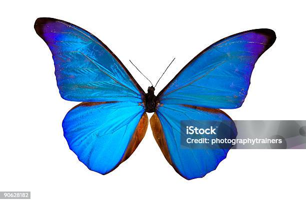 Photo libre de droit de Le Papillon Bleu banque d'images et plus d'images libres de droit de Papillon - Papillon, Changement, Objet ou sujet détouré