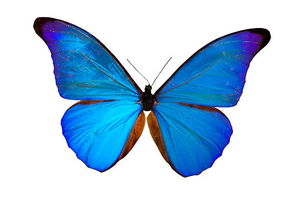 The Blue Butterfly stock photo