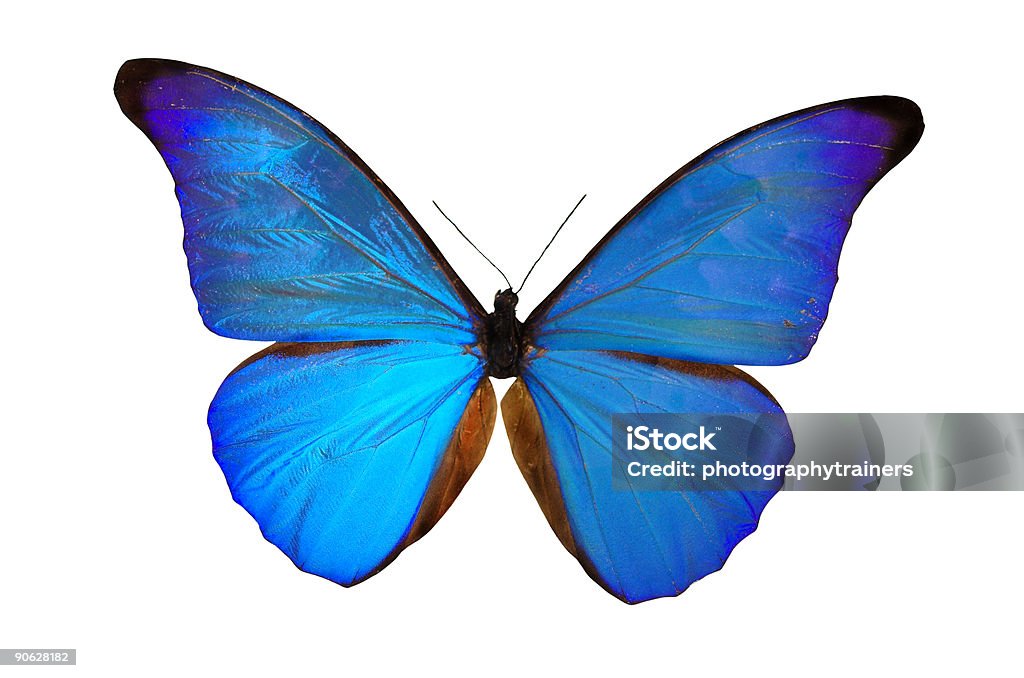 Голубая бабочка - Стоковые фото Бабочка роялти-фри