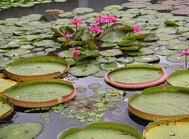 istock Water lilies in a lake 90628192