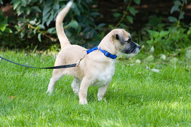 Metà breed cucciolo - foto stock