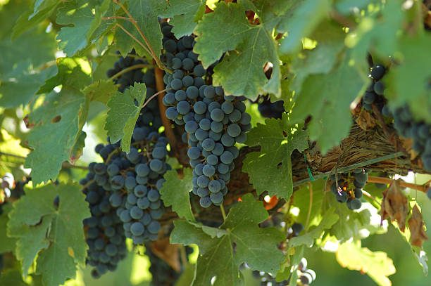 lambrusco raisin sur la vigne - lambrusco photos et images de collection