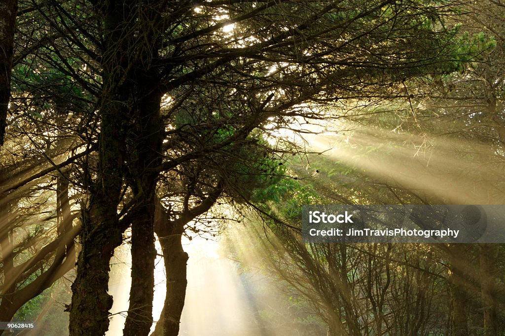 Main de Fatma - Photo de Arbre libre de droits