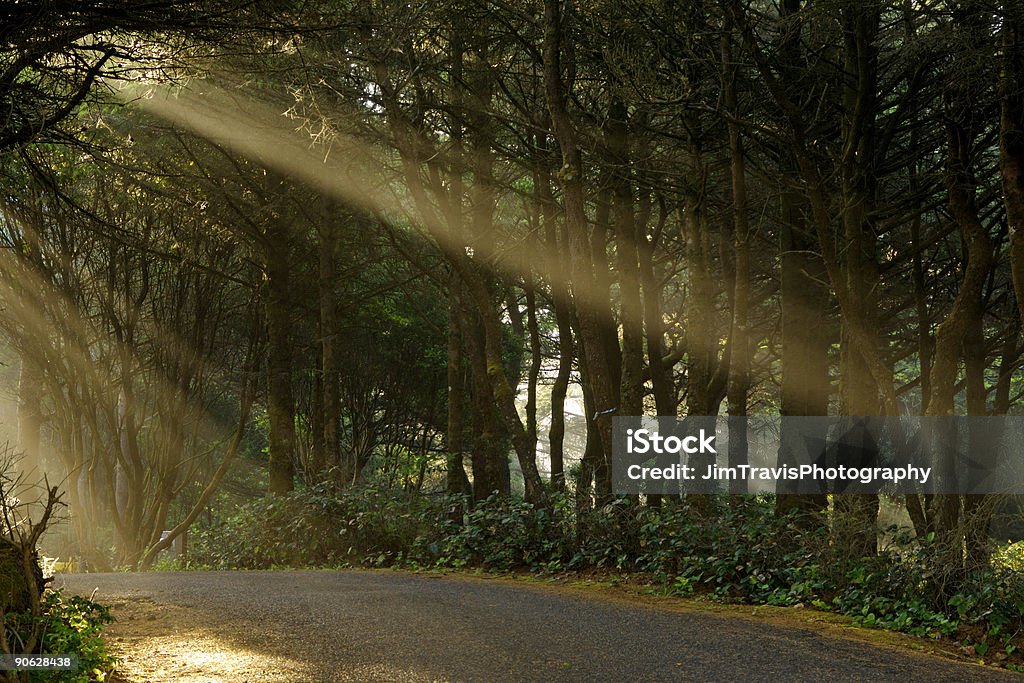 Beata Road - Foto stock royalty-free di Albero