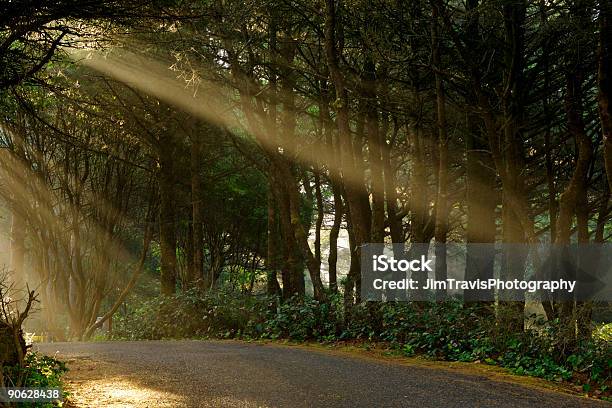 Beata Road - Fotografie stock e altre immagini di Albero - Albero, Ambientazione esterna, Benedizione