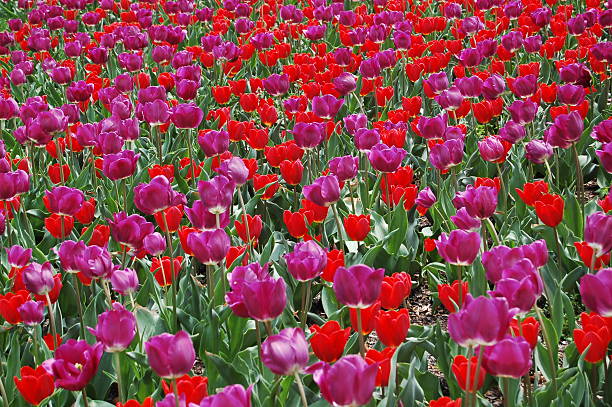 champ avec tulipes de rouge et de violet - formal garden ornamental garden child single flower photos et images de collection