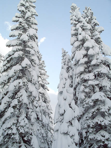 Snow-covered trees stock photo