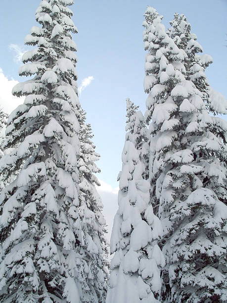 Neve coberta de árvores - foto de acervo