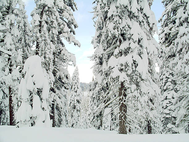 Neve coberta de árvores - foto de acervo