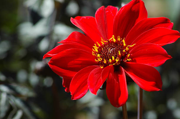Hybrid dahlia, 