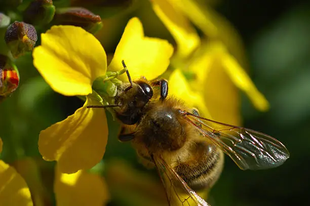 Honey bee pollinating a yellow flower