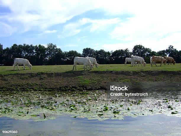 Cows Stock Photo - Download Image Now - Adventure, Agriculture, Awe