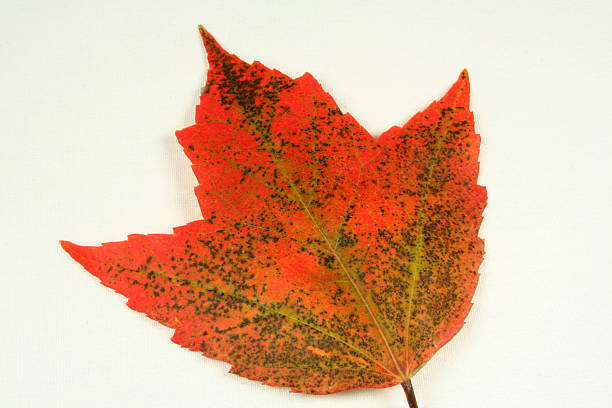 Change of Seasons I stock photo