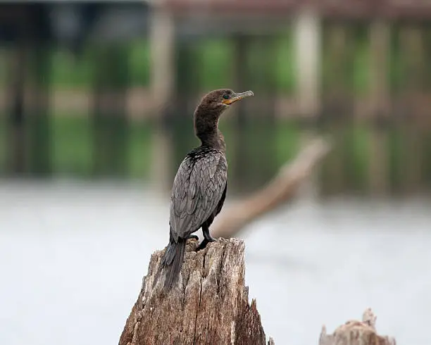Photo of Cormorant