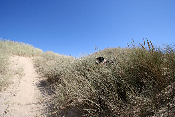 istock Dog in the Bush 90629490