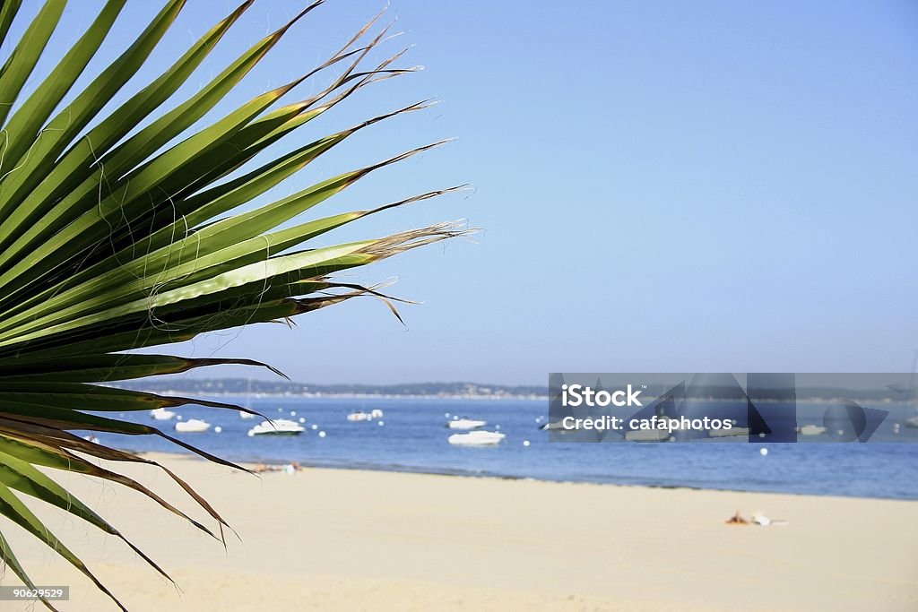 palm beach  Arcachon Stock Photo