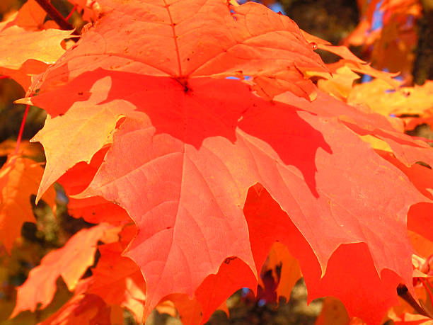 Cтоковое фото Кленовые листья