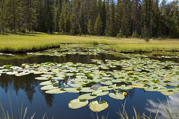 istock Summer Lillypads growing in a Lake in the High Uintas 90629721