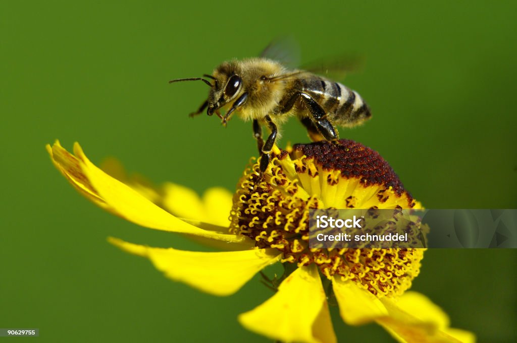 Honeybee in decollo - Foto stock royalty-free di Ape