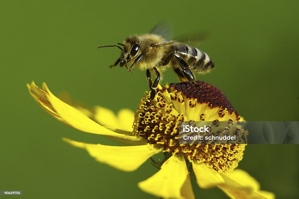 Pszczoły miodnej w startu - Zbiór zdjęć royalty-free (Pszczoła)