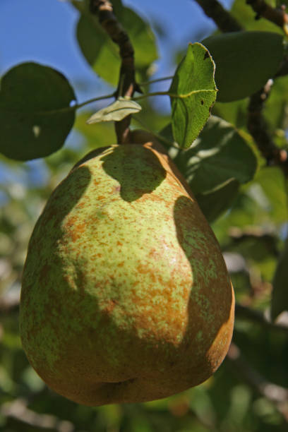 Ripening pera - foto de stock